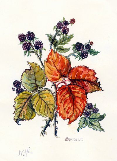 Bramble by Nell Hill
